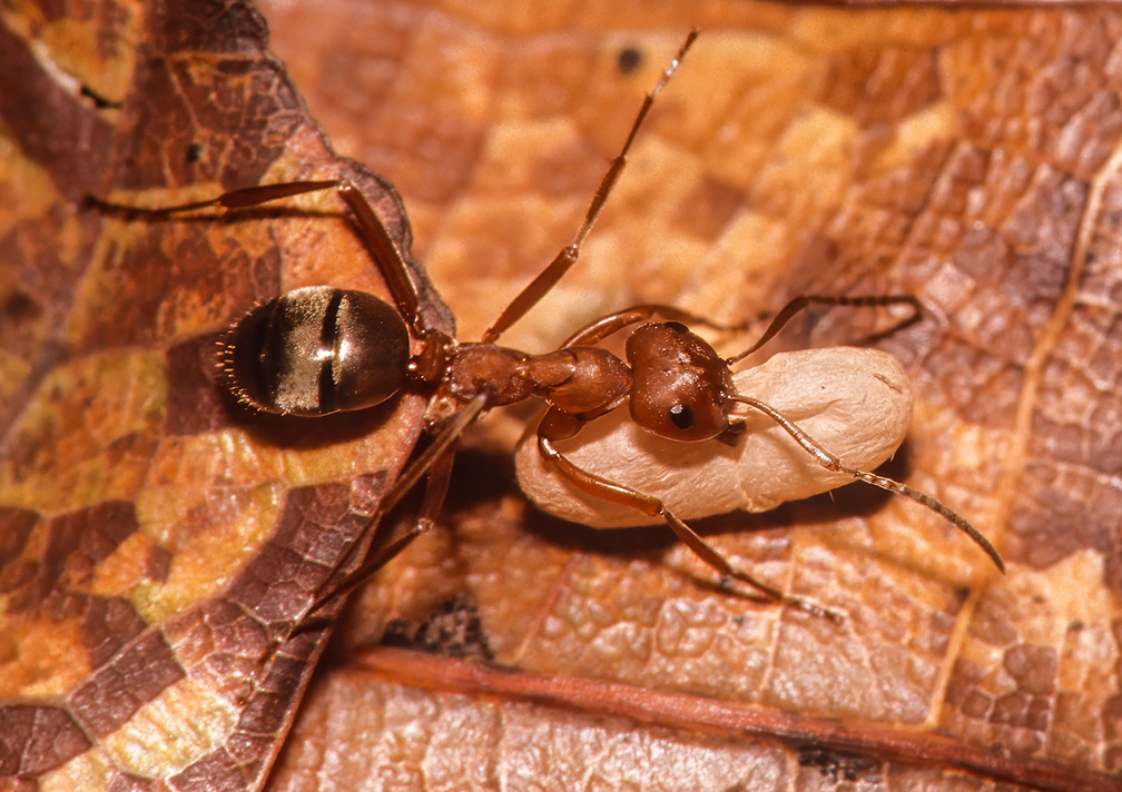red ant carrying cocoon