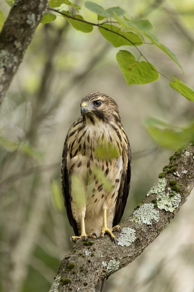 juvenile Red-shouldered Hawk in redbud tree
