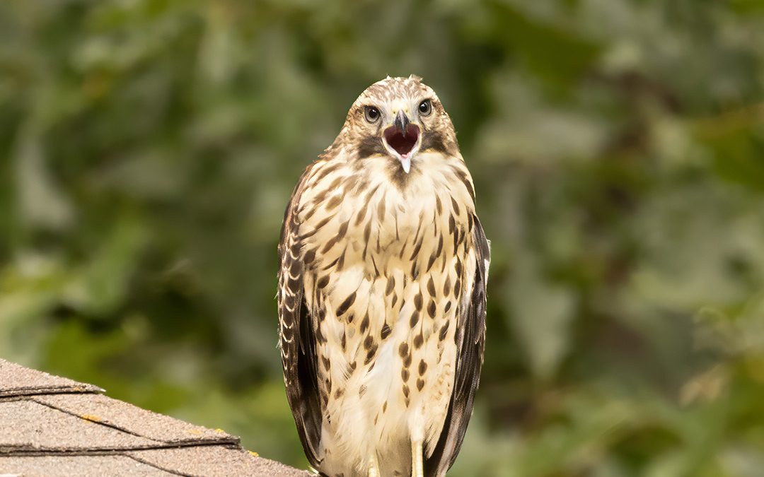 Birding at Nature Friend