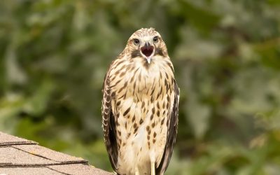 Birding at Nature Friend