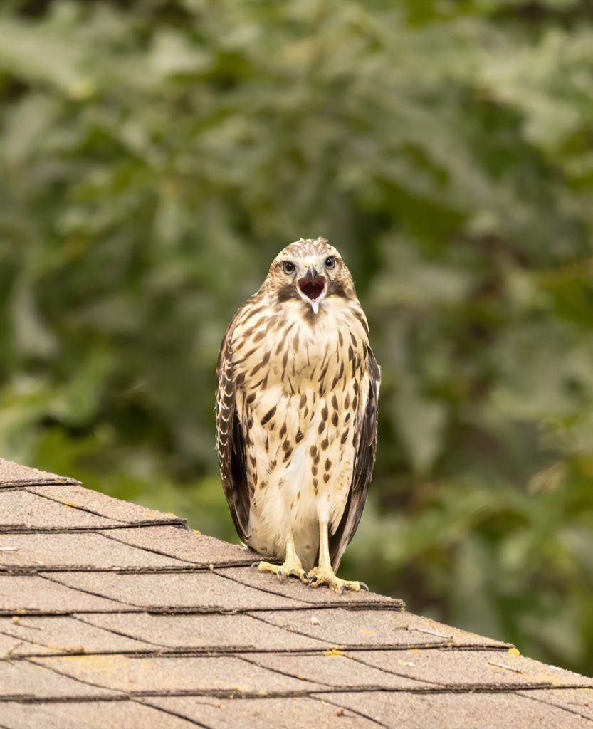 juvenile Red-shouldered Hawk screaming