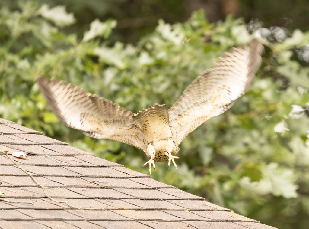 Juvenile Red-shouldered Hawk flying away