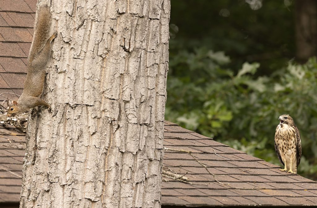 juvenile Red-shouldered Hawk and gray squirrel