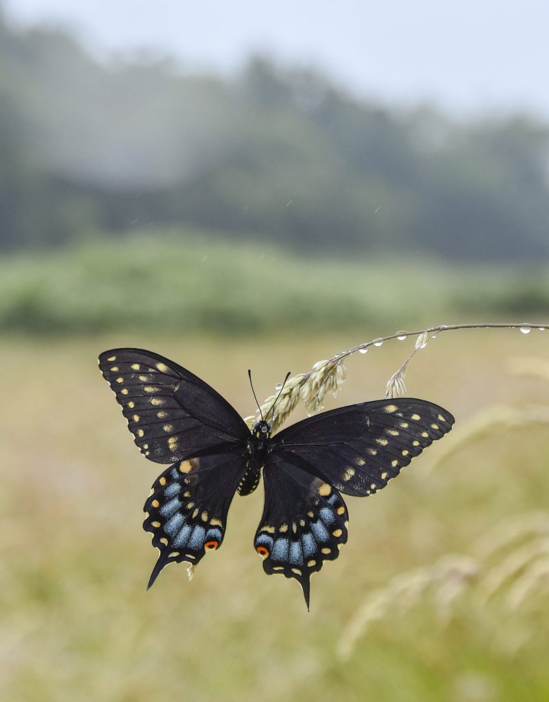 black swallowtail