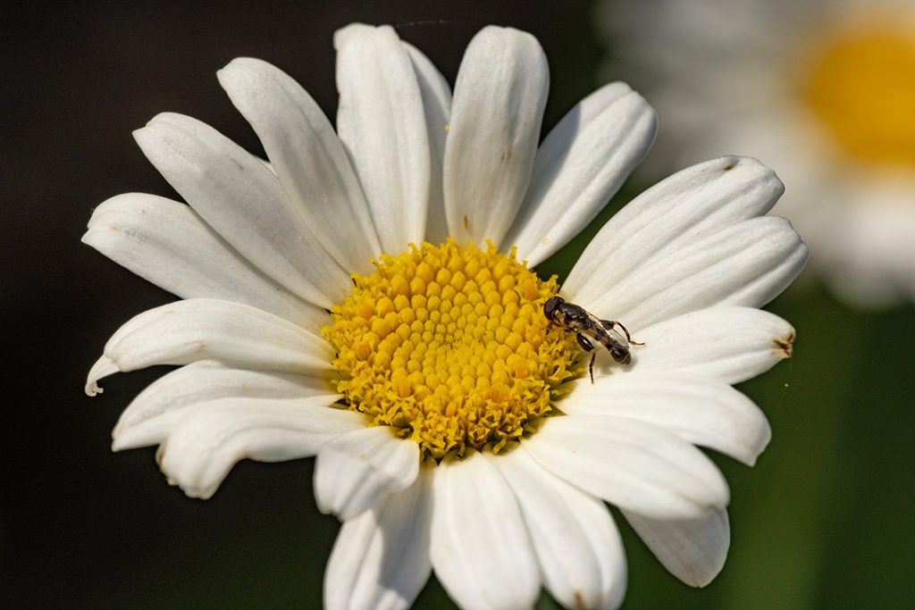 Solitary wasp on Shasta daisy