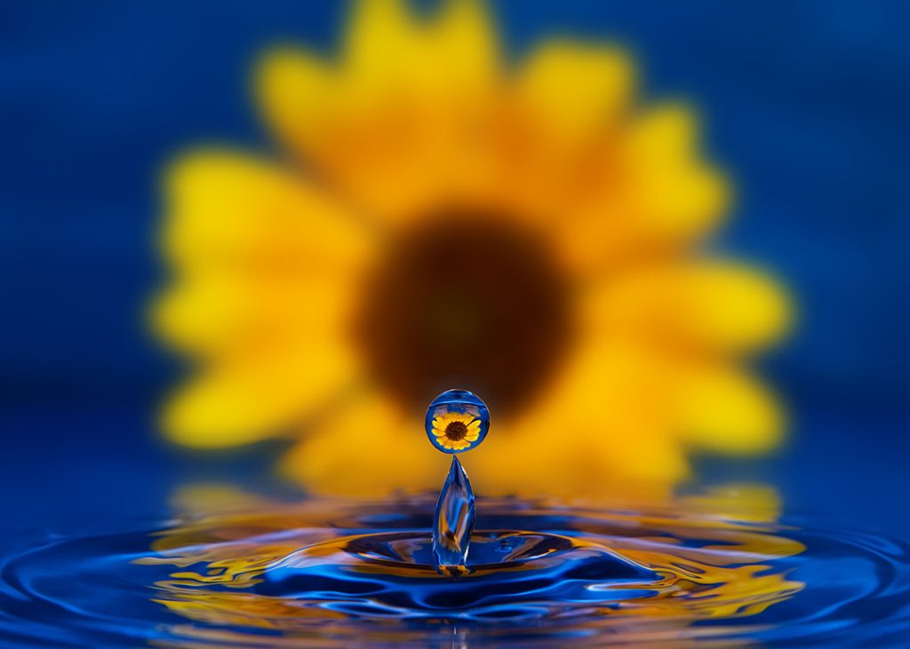 water droplet reflecting sunflower