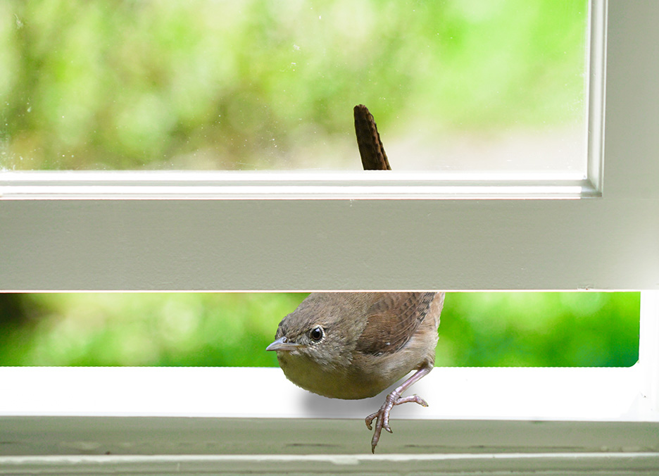 house wren on windowsill