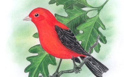 You Can Draw a Scarlet Tanager
