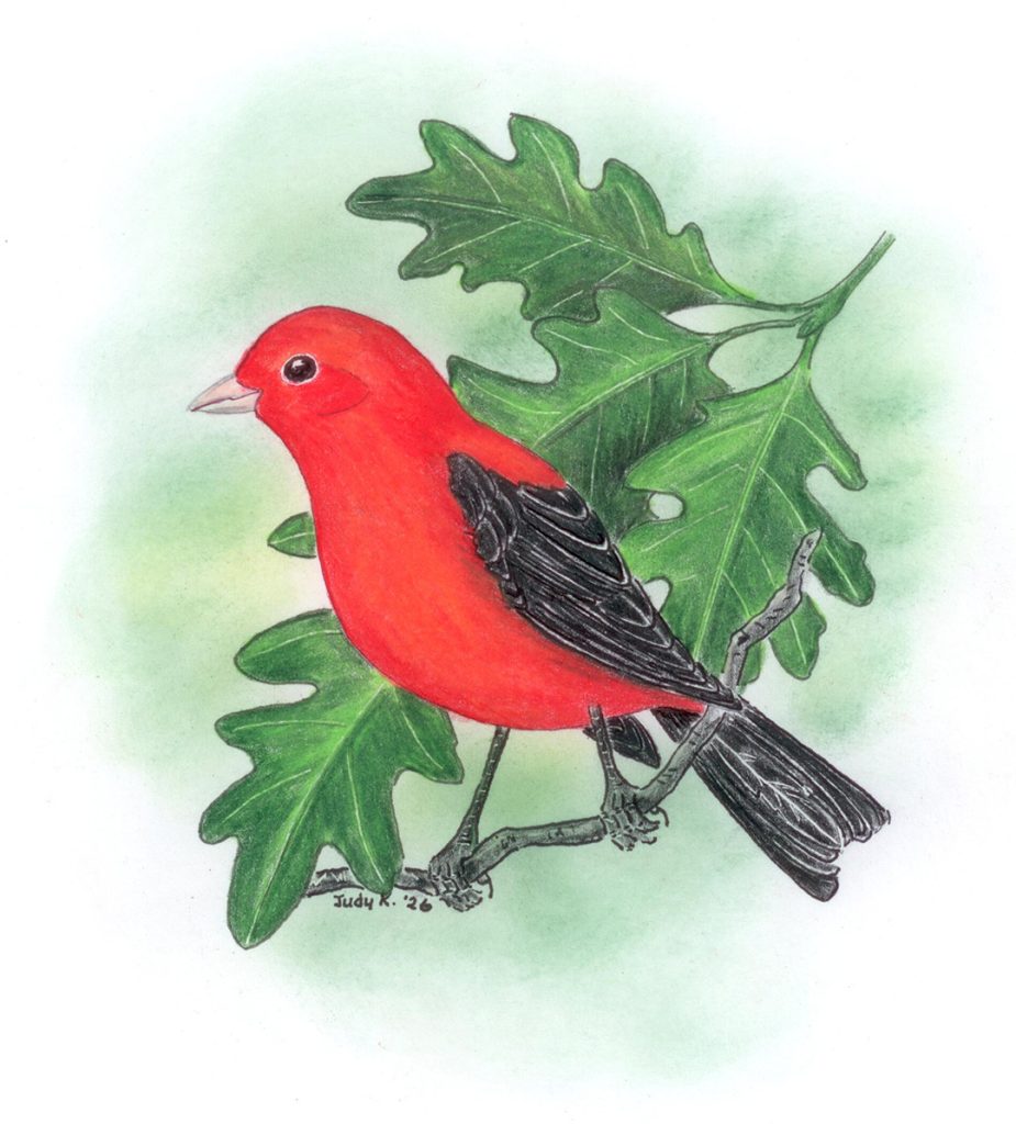 artwork of Scarlet Tanager in white oak