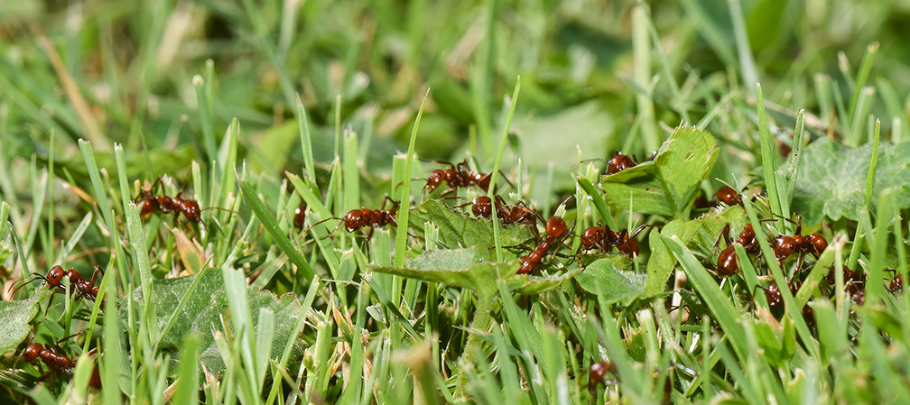 Shining Amazon ants on a raid