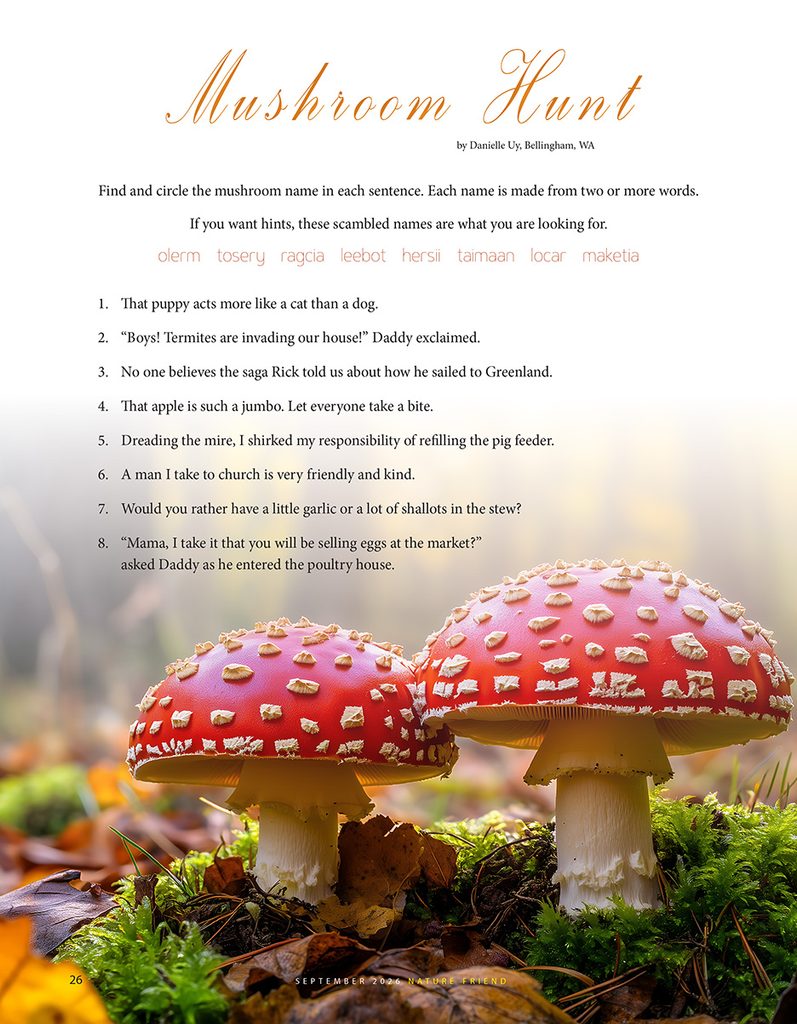 mushroom hunt puzzle
