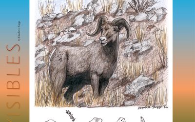 Invisibles, September 2026: Bighorn Sheep
