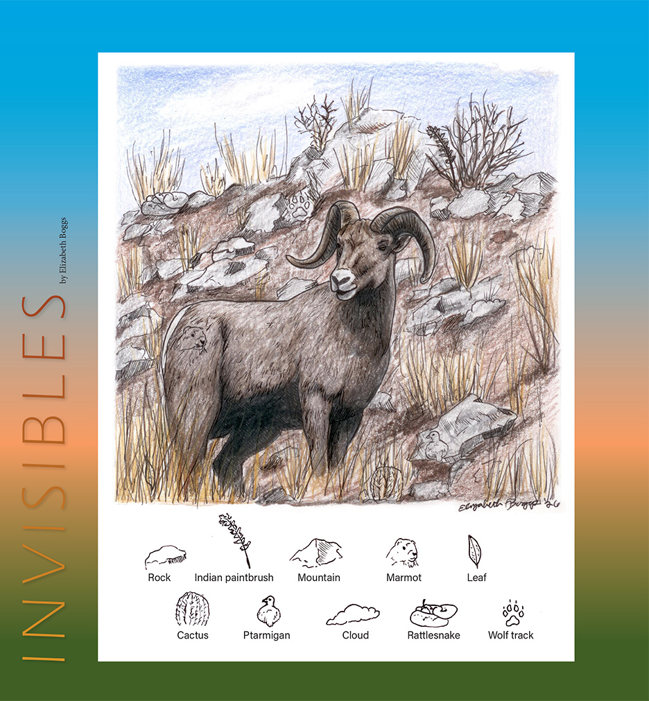 bighorn sheep invisibles puzzle