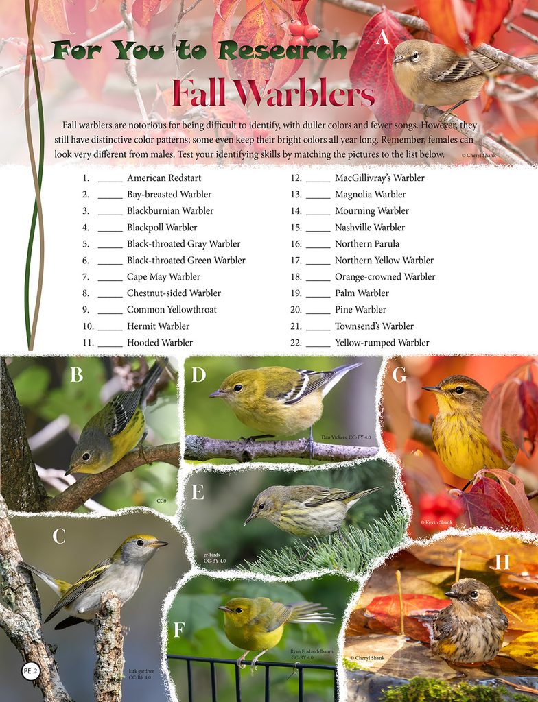 fall warblers matching puzzle