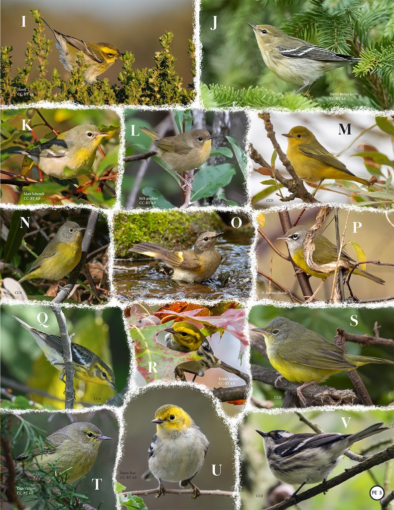 fall warblers matching puzzle
