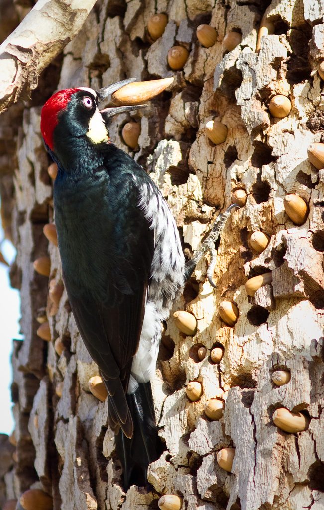Acorn Woodpecker on a tree with acorns