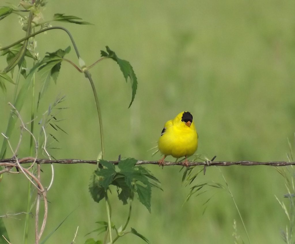 American Goldfinch on barbed wire fence