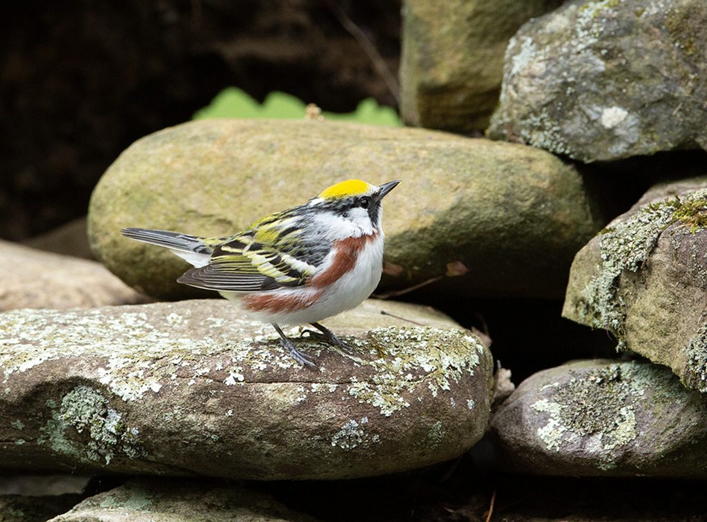 Chestnut-sided Warbler