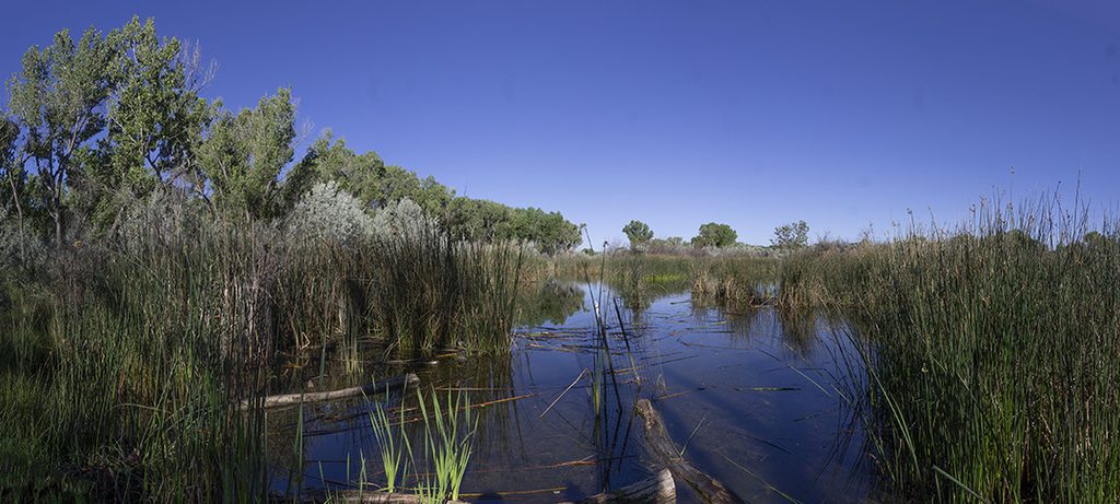 marsh