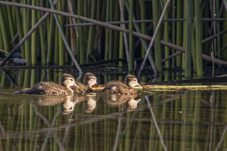 Mallard ducklings