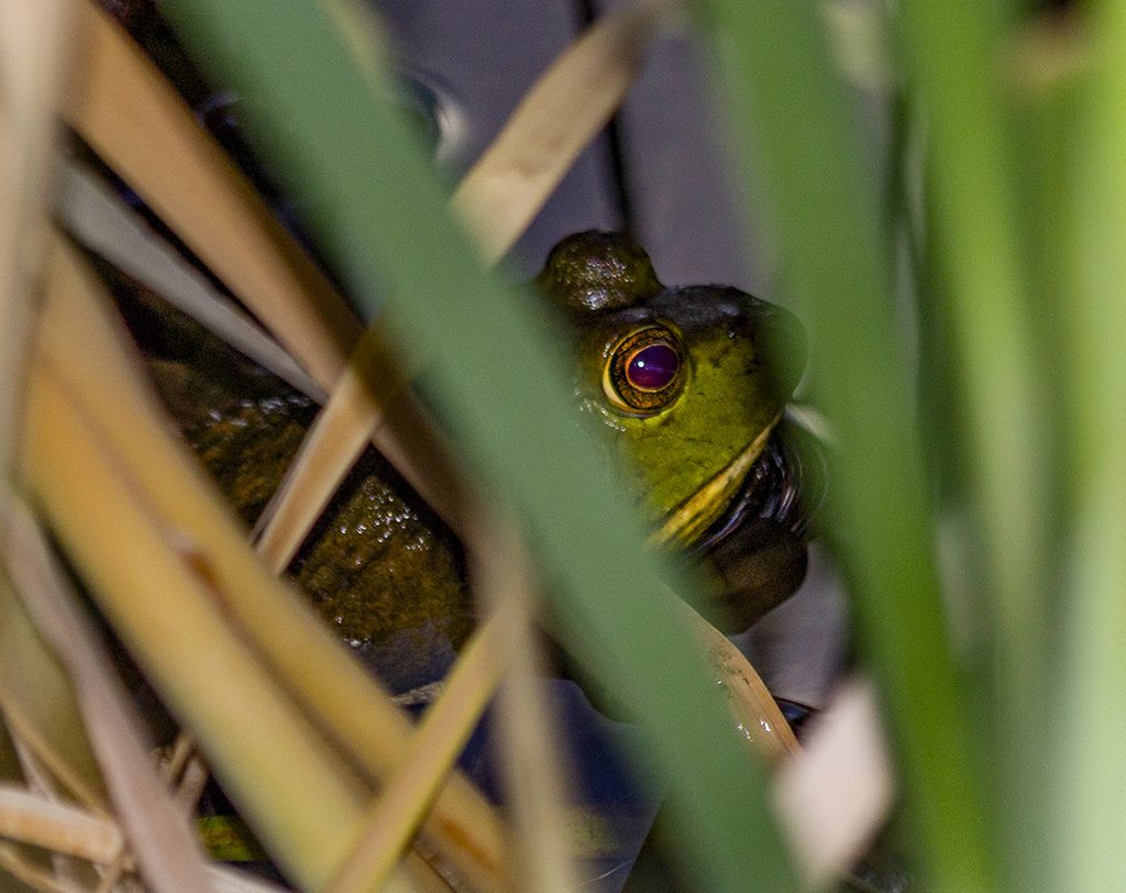 bullfrog