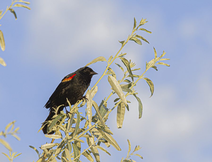 Red-winged Blackbird