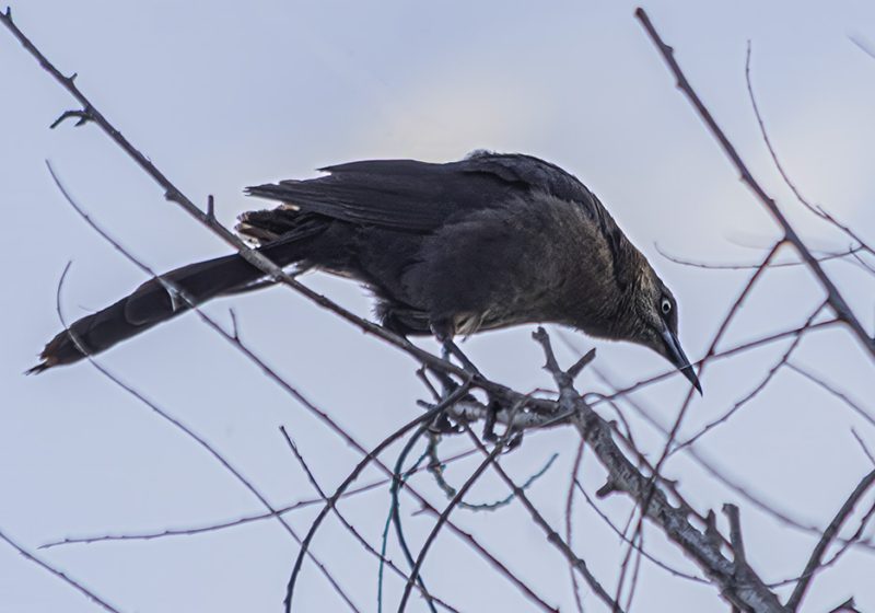 Great-tailed Grackle