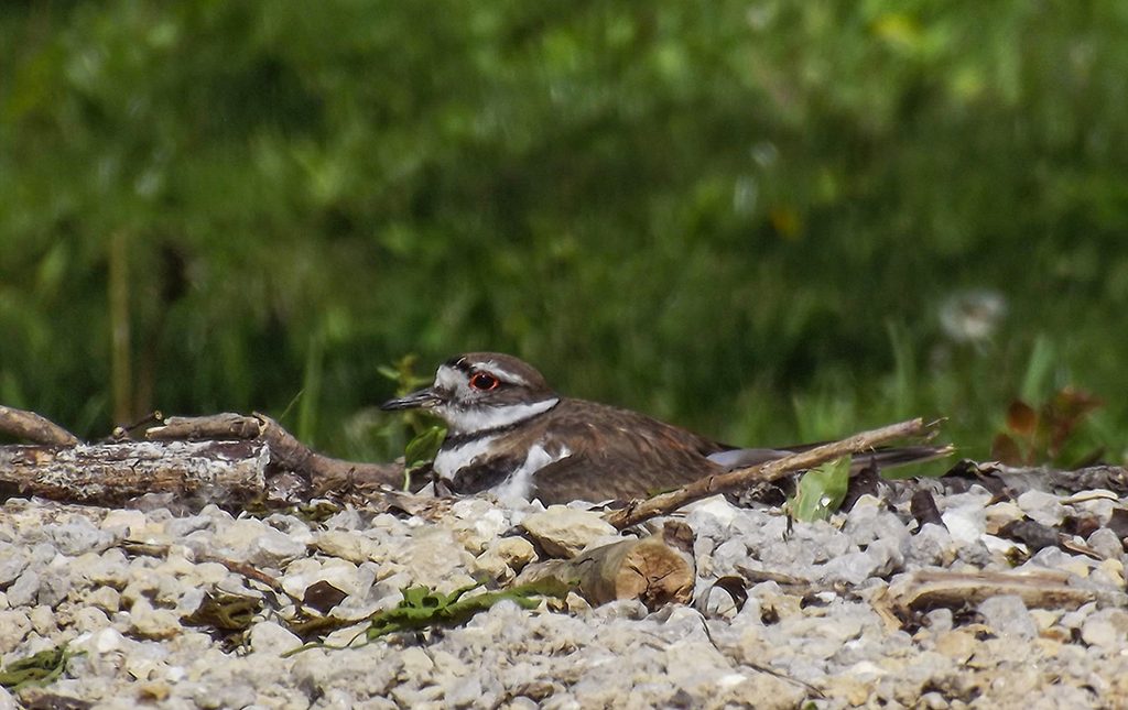 Killdeer on nest
