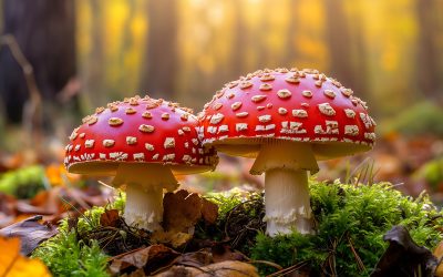 Mushroom Hunt