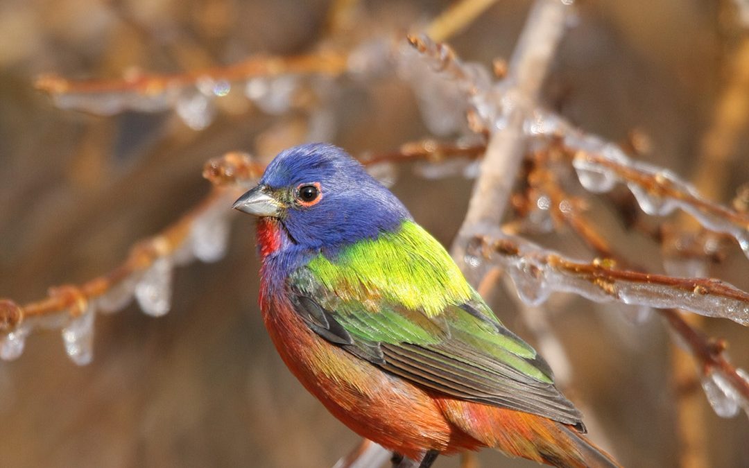 Caption This Painted Bunting