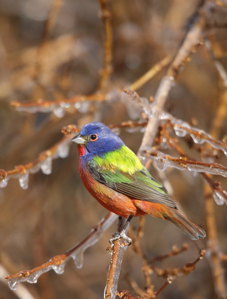 Painted Bunting in icy tree