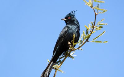 A Day With the Birds