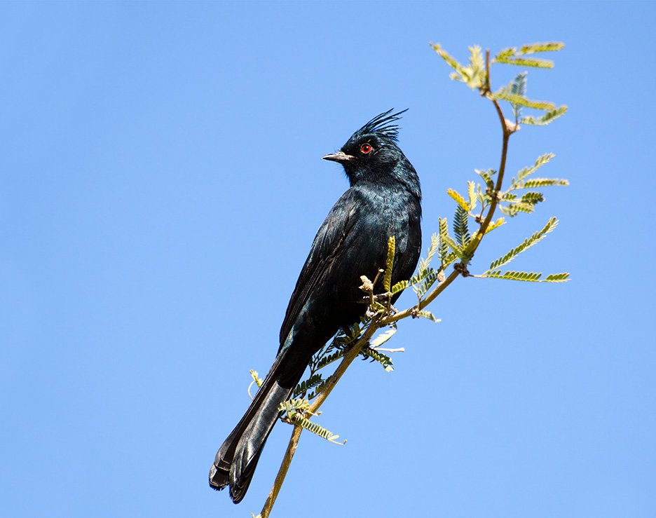 Phainopepla
