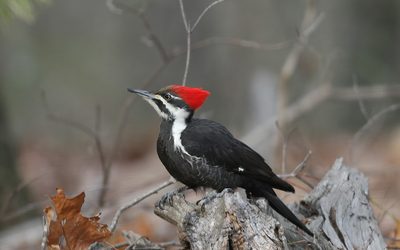 Birding ‘Round the Clock