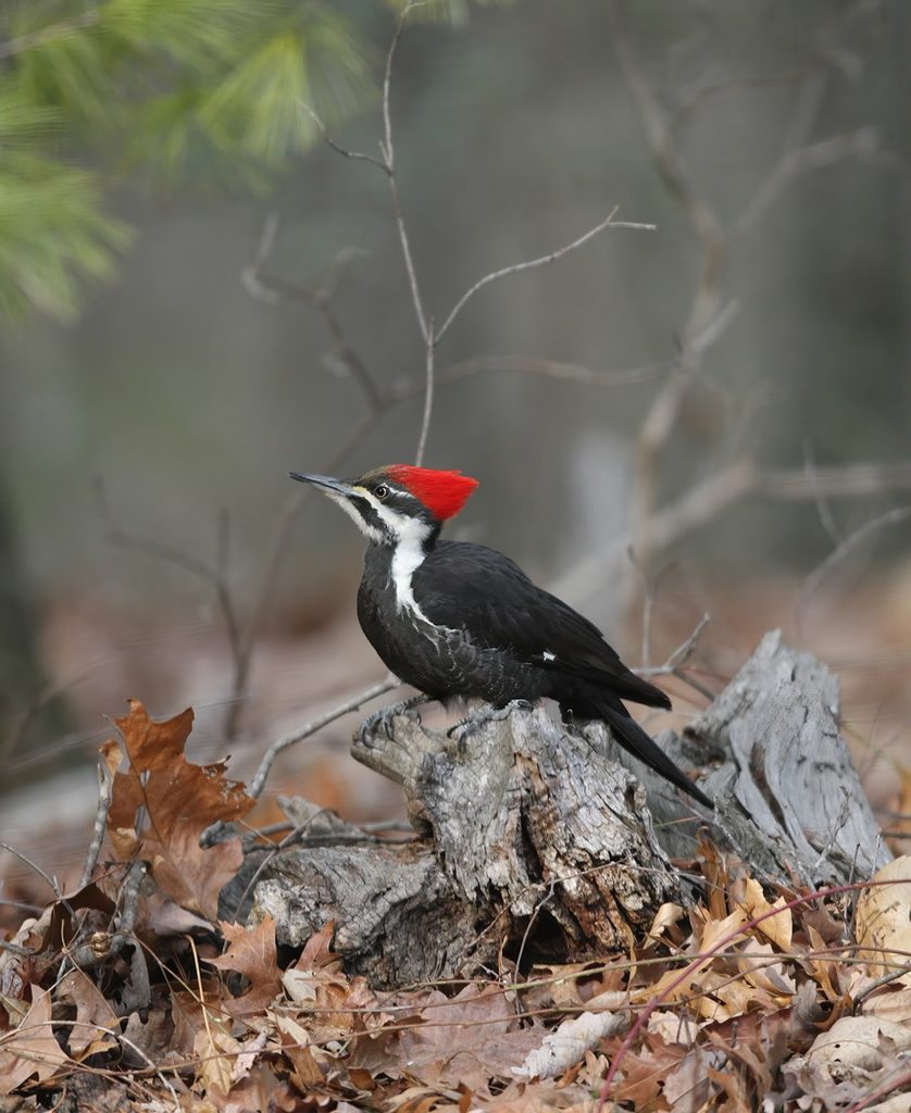 Pileated Woodpecker on stump