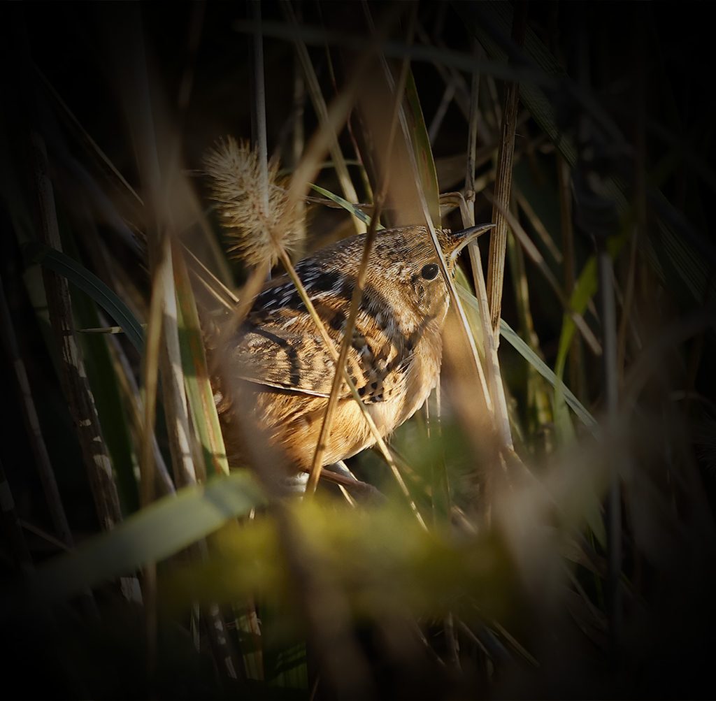 Sedge Wren