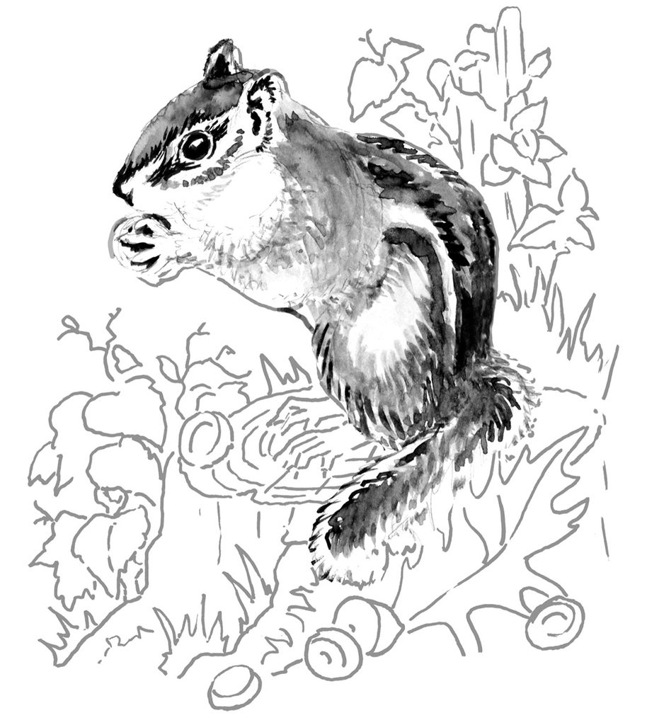 You Can Draw a Chipmunk step 1