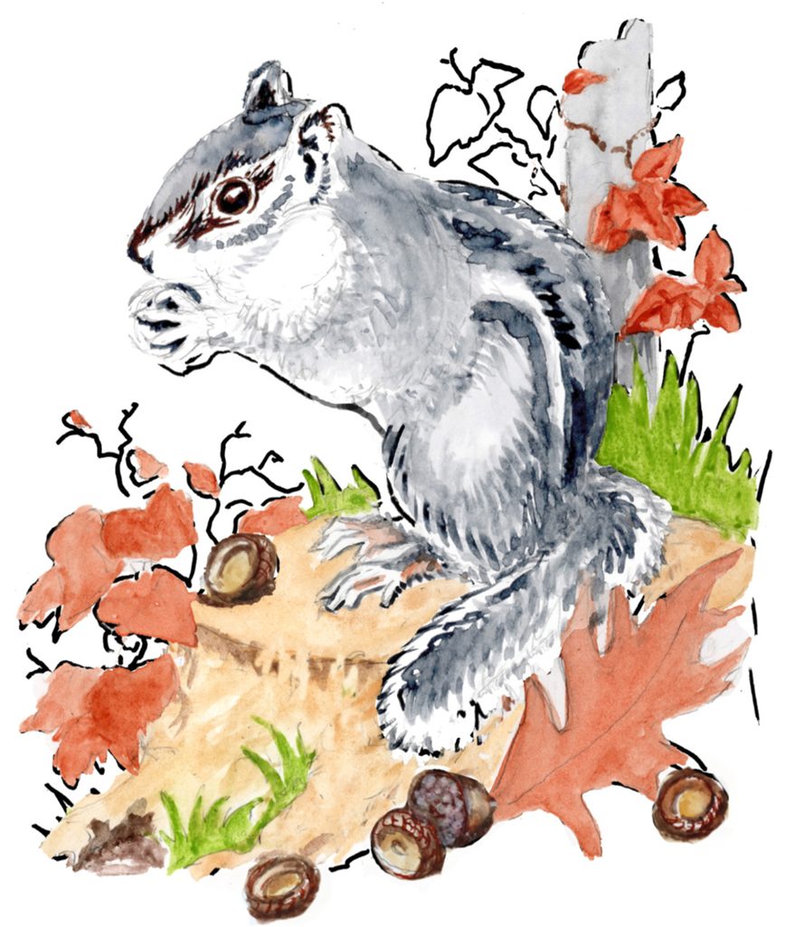 You Can Draw a Chipmunk step 2