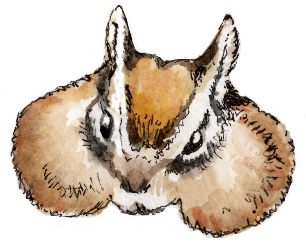 drawing of chipmunk with full cheeks