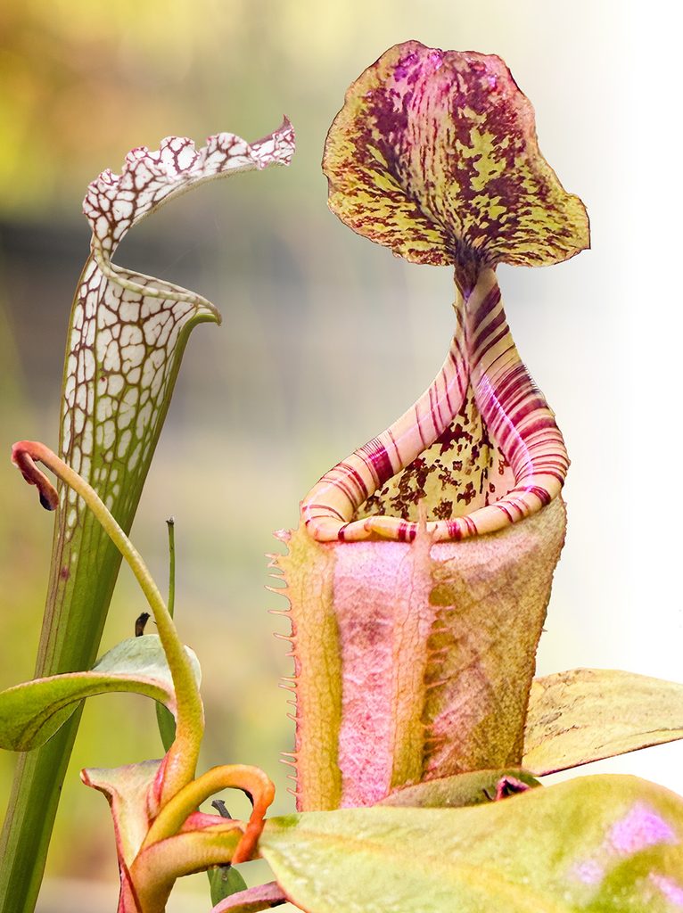 white-topped pitcher plant flower
