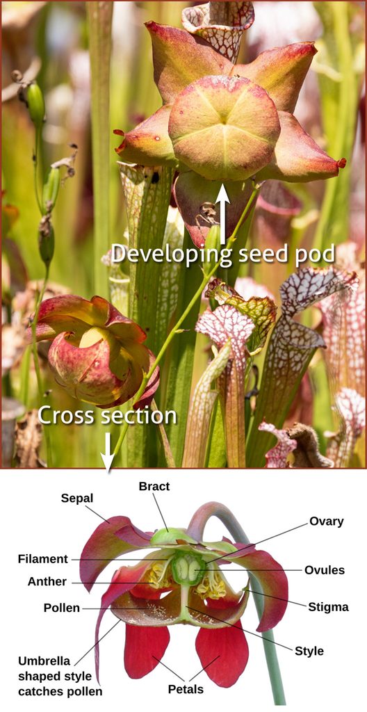 pitcher plant flower cross section