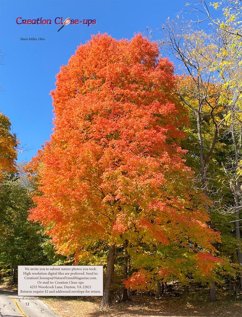 orange fall tree