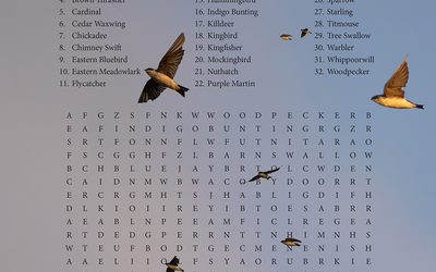 Look for Birds!