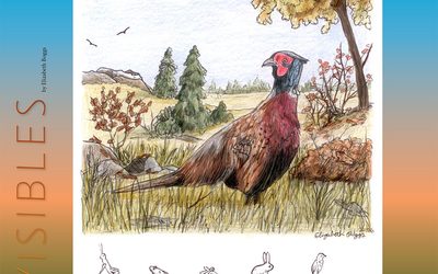Invisibles, October 2026: Ring-necked Pheasant