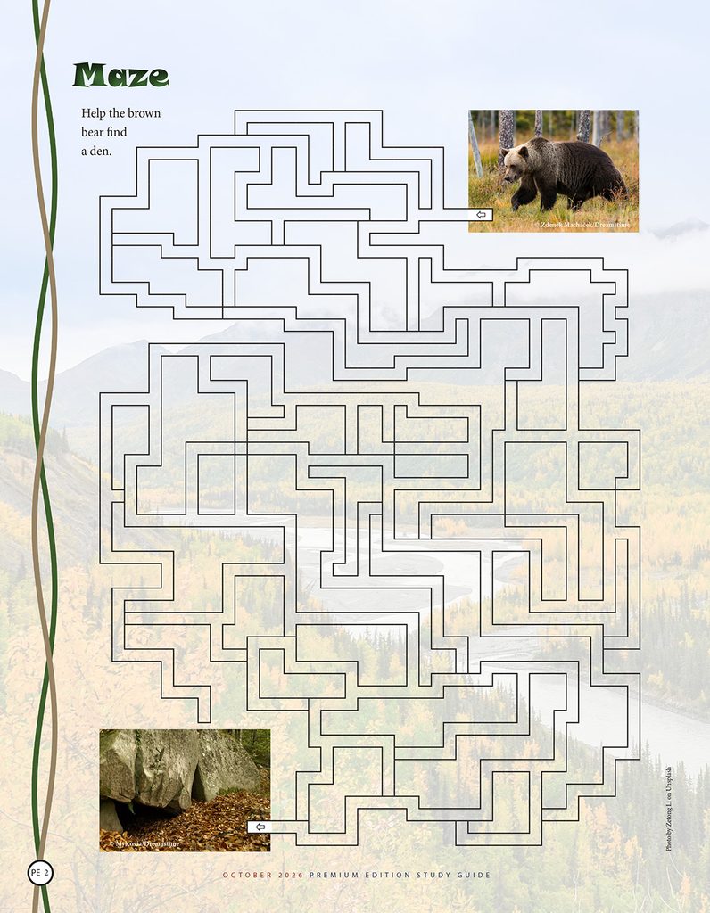 brown bear maze