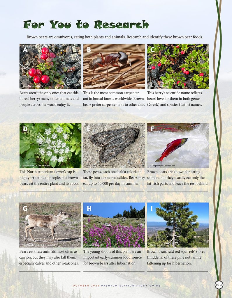 brown bear foods identification puzzle