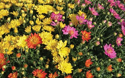 Winterizing Your Garden