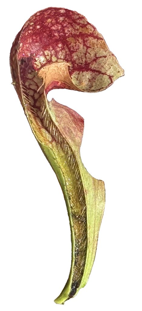 longitudinal section of a parrot pitcher plant