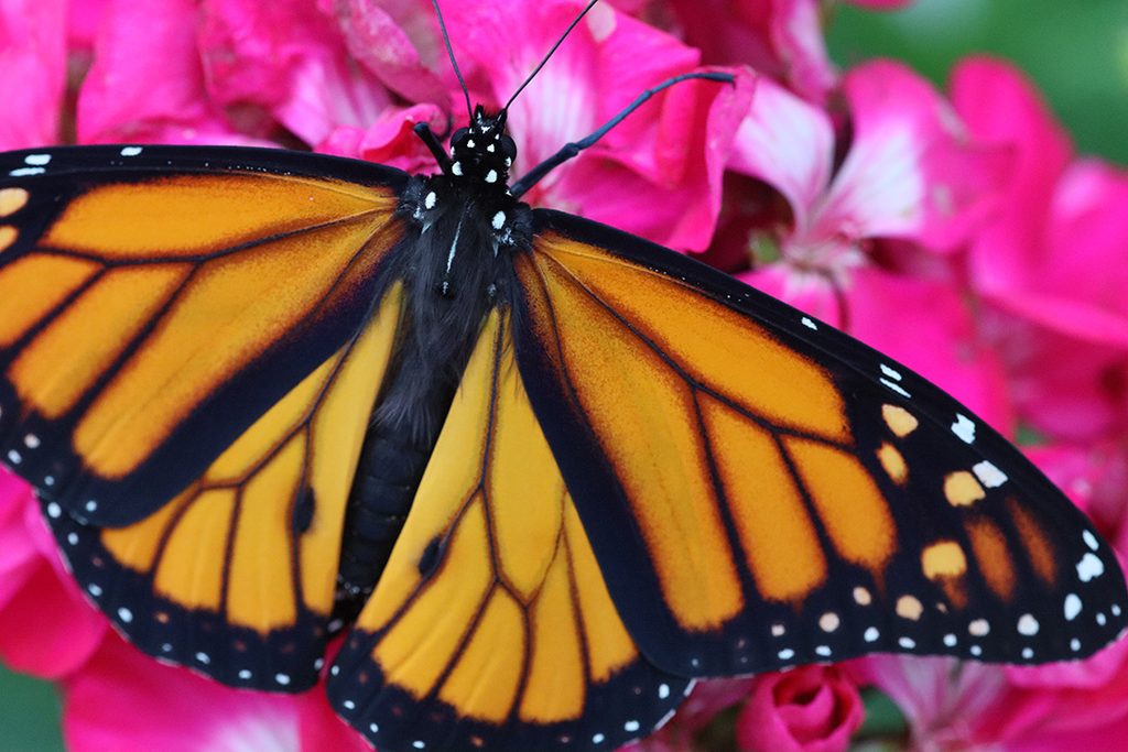Monarch butterfly on pink flowers