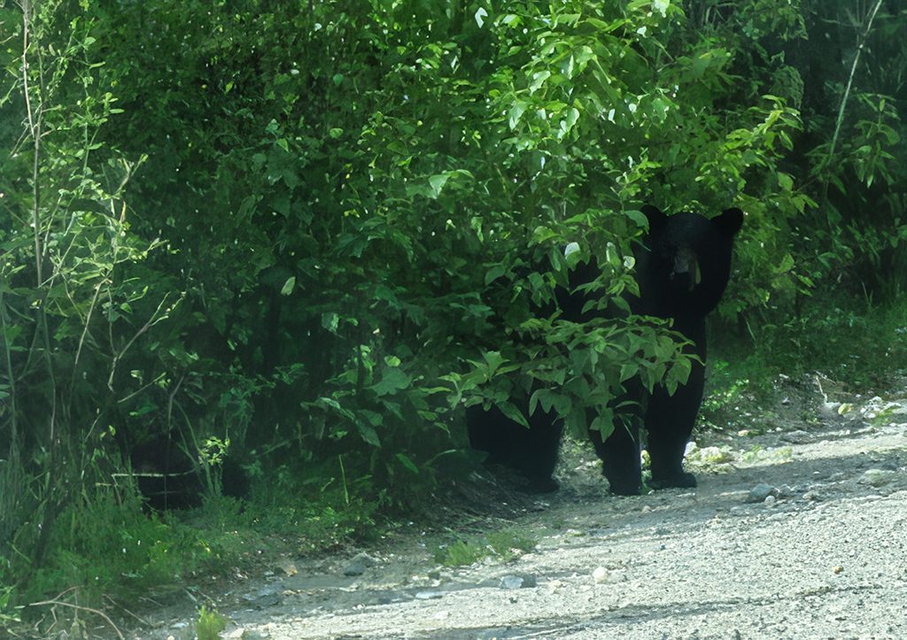 black bear cub